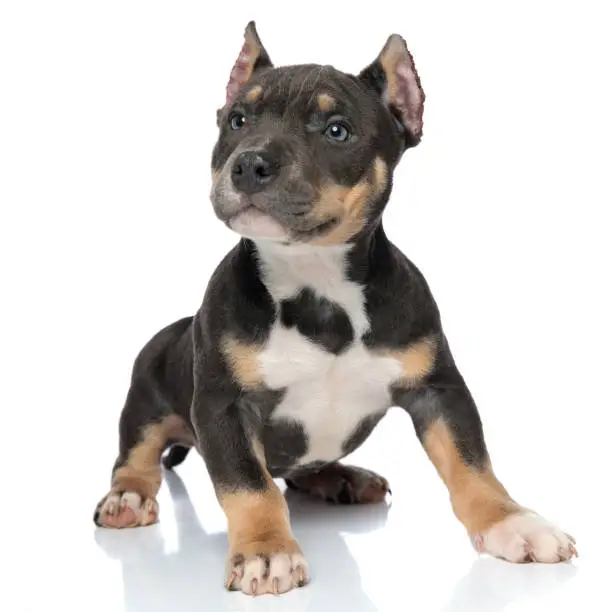 Adorable American Bully looking to the side with its mouth closed while standing on white studio background