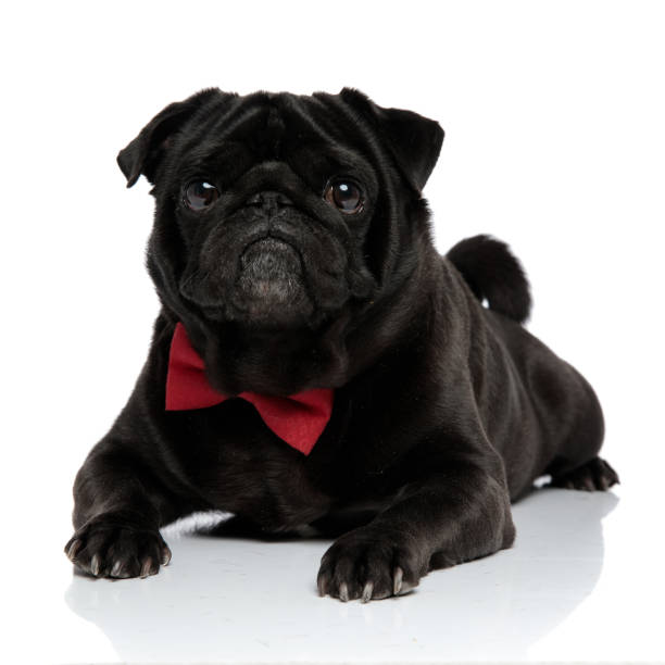 istock Elegant black pug looking forward with its mouth closed 1153406457