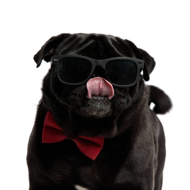 istock Adorable pug looking forward and licking his nose 1153406477