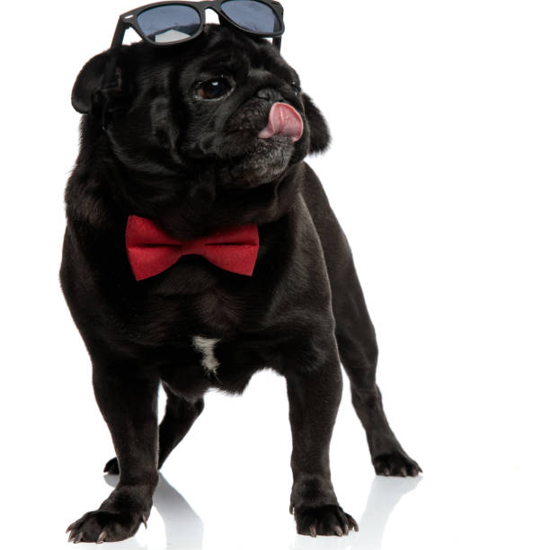 istock Clumsy pug looking to the side and licking his nose 1153406500