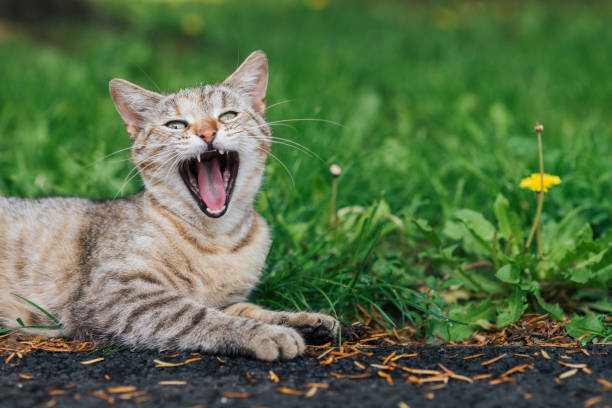 Image of a cat yawning outdoors, copy space.