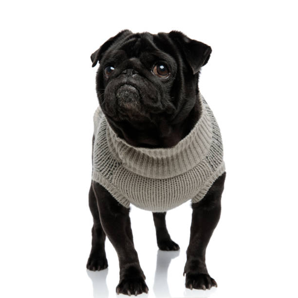 istock Concerned pug looking up with its mouth closed 1153407890
