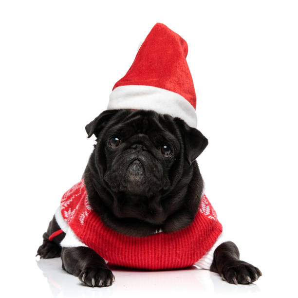 istock Lovely pug laying down and looking to the camera 1153407924