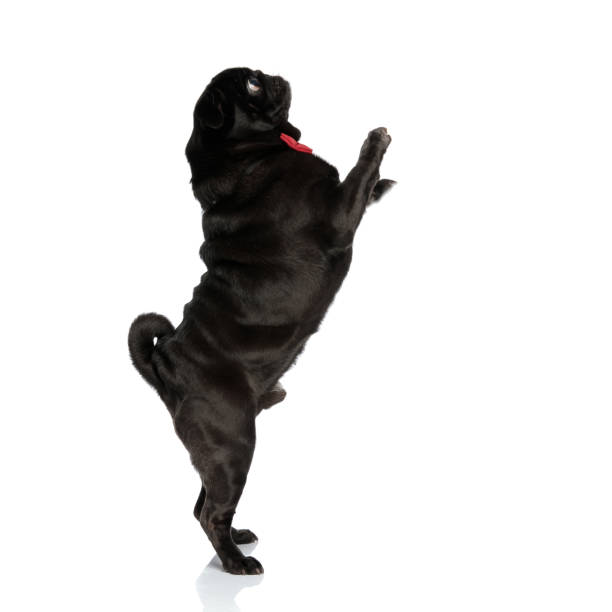 istock Dutiful black pug standing on its back legs and begging 1153407948