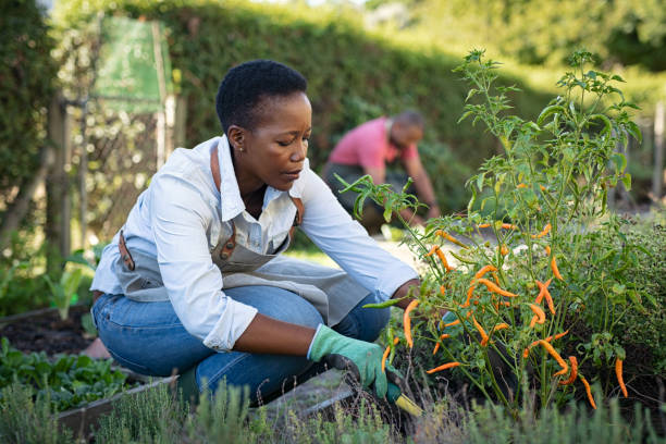 African woman grows plants in the garden African american woman picking vegetables from garden. Mature woman working in vegetable garden. Black farmer taking care of plants and harvesting fresh vegetables from the greenhouse. african ethnicity south africa fitness stock pictures, royalty-free photos & images