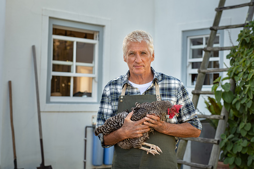 Senior farmer holding hen and looking at camera. Portrait of satisfied old man holding a brown hen at farm. Proud senior man wearing green apron carrying chicken in hand.
