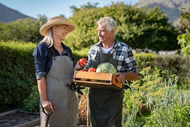 coppia di agricoltori che detengono un cesto vegetale - gardening couple senior adult ethnic foto e immagini stock