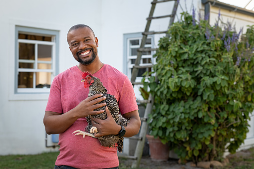 Cheerful mature black man holding hen and looking at camera. Portrait of happy african american farmer holding a brown hen outdoor. Smiling mature man with chicken in hand with copy space.