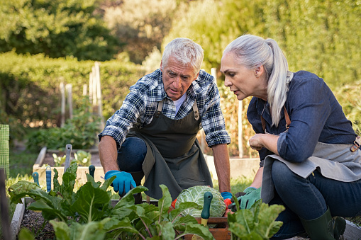 Senior man and mature woman wearing apron and picking vegetables at farm garden. Senior farmers looking at plants while picking vegetables. Worried retired couple examine plants at backyard garden during the harvest.