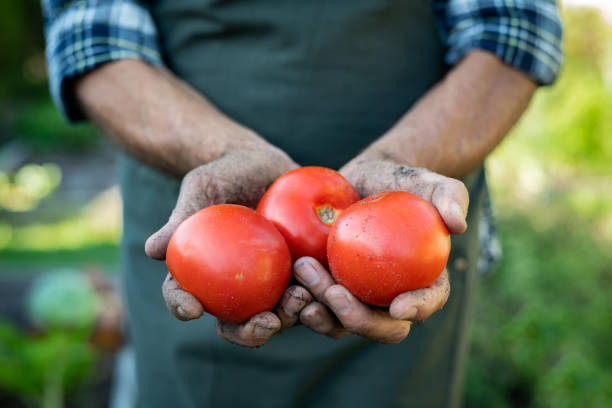 bäuerin hält tomaten - senior adult gardening freshness recreational pursuit stock-fotos und bilder