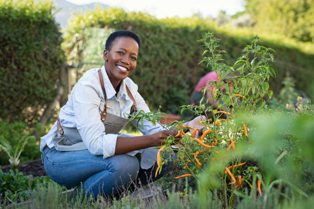 Satisfied woman working at vegetable garden Portrait of mature woman picking vegetable from backyard garden. Cheerful black woman taking care of her plants in vegetable garden while looking at camera. Proud african american farmer harvesting vegetables in a basket. environmentalist stock pictures, royalty-free photos & images