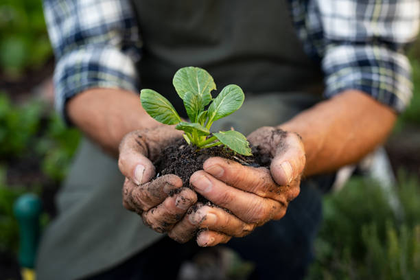 Farmer hands planting sprout in soil Senior man hands holding fresh green plant. Wrinkled hands holding green small plant, new life and growth concept. Seed and planting concept. man holding earth stock pictures, royalty-free photos & images