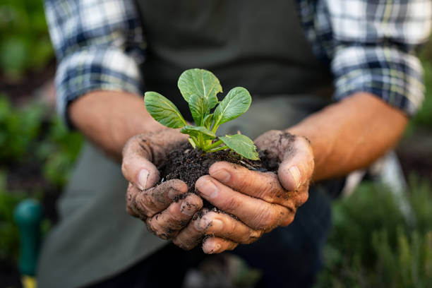 Farmer hands planting sprout in soil Senior man hands holding fresh green plant. Wrinkled hands holding green small plant, new life and growth concept. Seed and planting concept. elder plant stock pictures, royalty-free photos & images