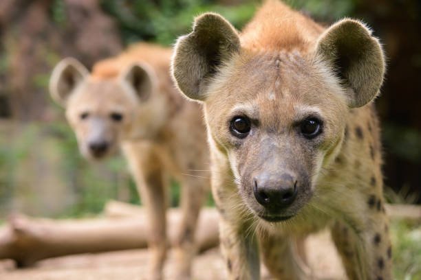 comportamento da hiena manchada - hiena - fotografias e filmes do acervo