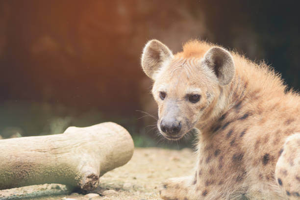 istock Behavior of spotted hyena 1153409907