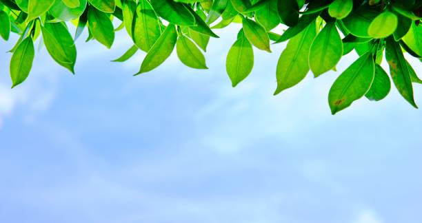 istock Natural theme, fresh green leaf on blurred blue sky background. 1153411930