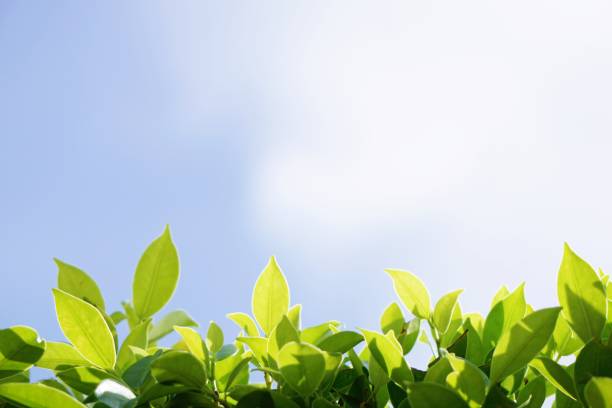 istock Natural theme, fresh green leaf on blurred blue sky background. 1153412462