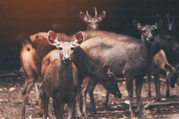 Sambar deer stock photo