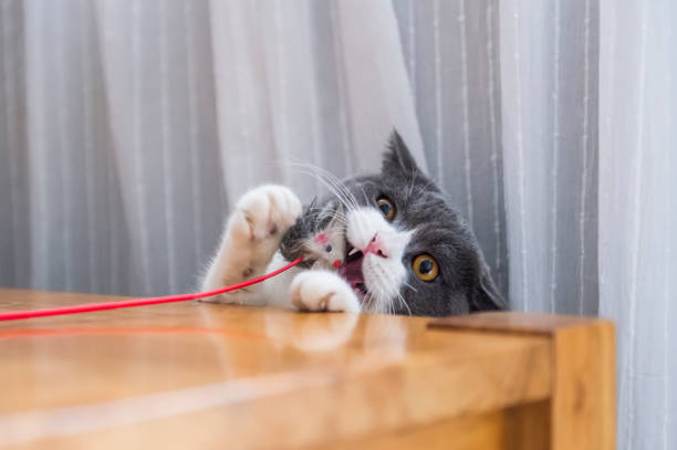 istock Cute british shorthair playing, indoor shooting 1153413465