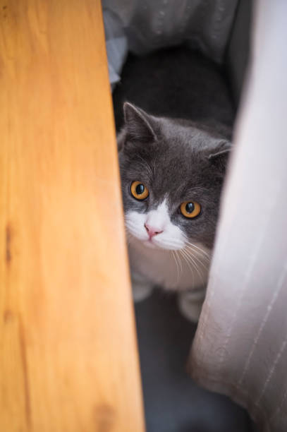 istock Cute british shorthair, indoor shot 1153413470