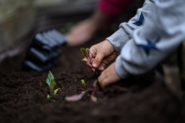 istock Child planting seedlings 1153413471