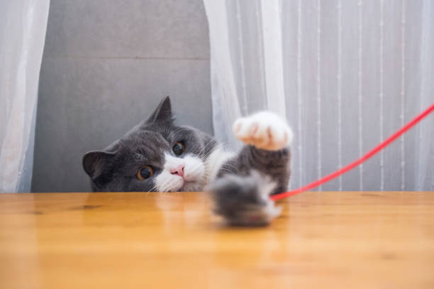 istock Cute british shorthair playing, indoor shooting 1153413488