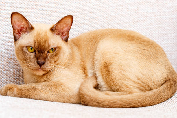 o chocolate burmese da cor da vaquinha do gato, é uma raça do gato doméstico. - domestic cat gray kitten paw - fotografias e filmes do acervo