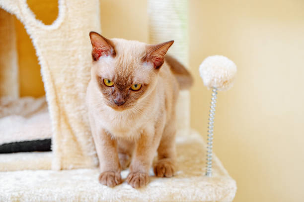 бирманский кот котенка цвета шоколада, является породой домашних кошек. - domestic cat gray kitten paw стоковые фото и изображения