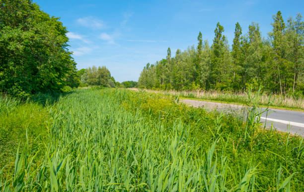 istock Trees along a road below a blue cloudy sky in sunlight in spring 1153413891