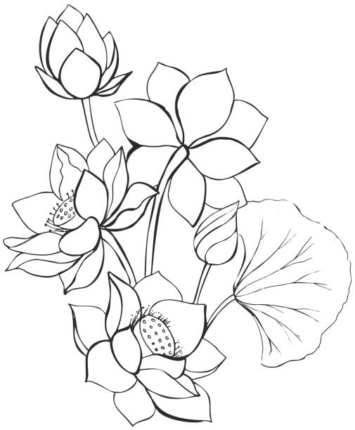 lotus - Illustration vectorielle