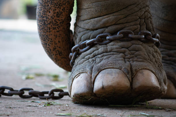 Elephant In Chains 840+ Elephant In Chains Stock Photos, Pictures & Royalty-Free Images ...