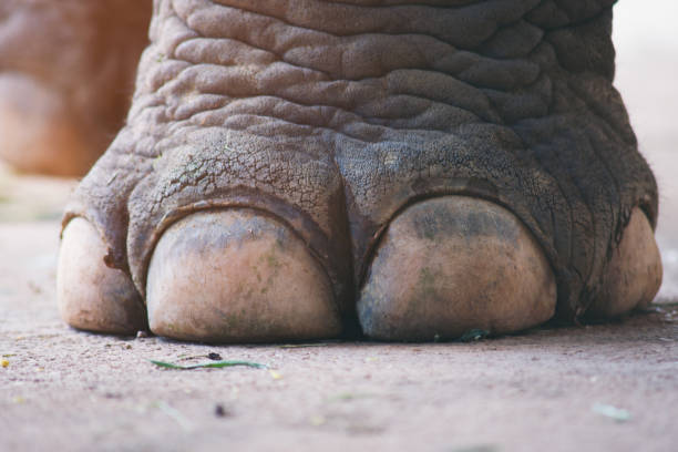 istock nail and foot of elephant 1153417453