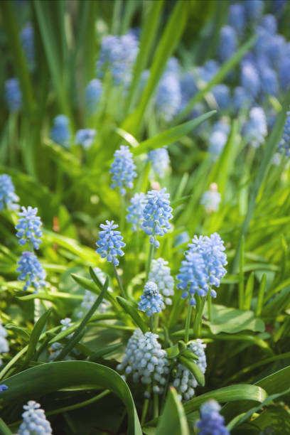 istock Blue and white muscari flowers 1153418964