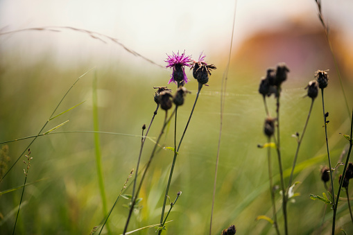 Beautiful wild flowers in a meadow