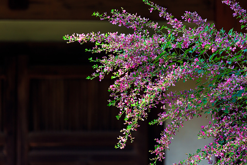 Bush clover (Japanese bush clover)