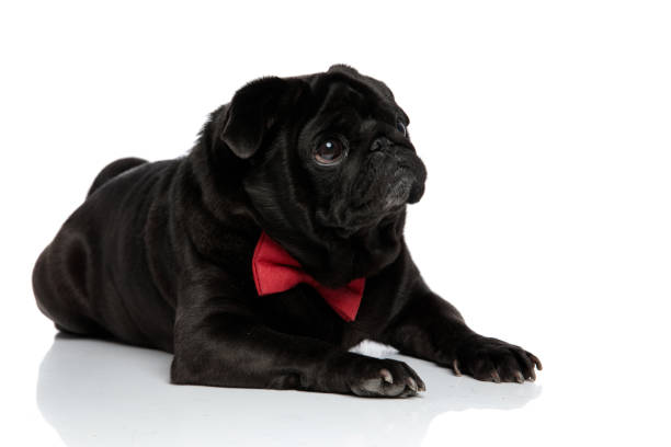 istock Harmless pug looking to the side with puppy eyes 1153420443