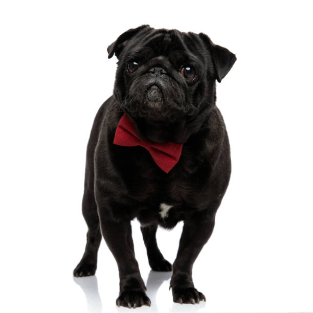 istock Concerned pug looking forward and frowning 1153420453
