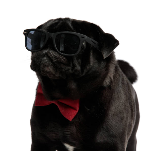 istock Mystified pug curiously looking to the side 1153420470