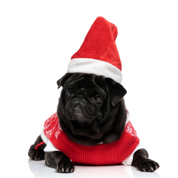 istock Determined pug puppy looking to the side and frowning 1153420570