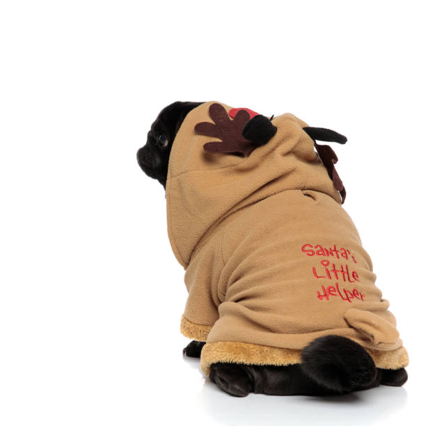 istock Back view of a concerned pug curiously looking sideways 1153420572