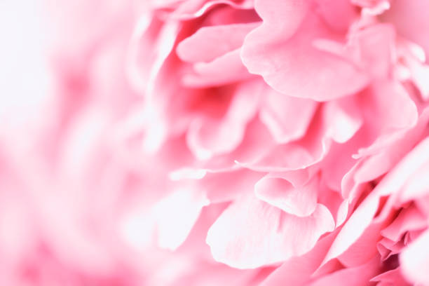 istock Pink tender peonies close up 1153420631