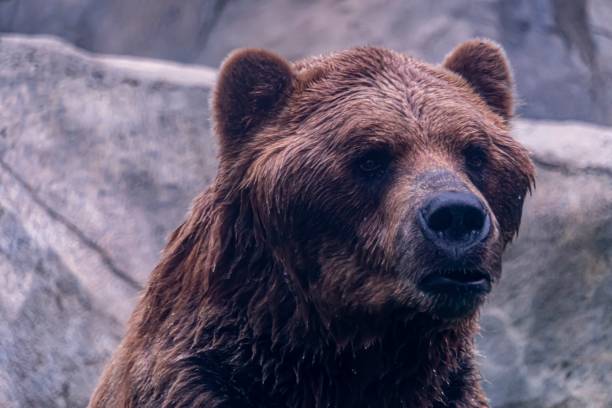 istock Brown Grizzly Bear in the Water 1153420665