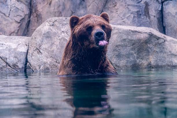 istock Brown Grizzly Bear in the Water 1153420666