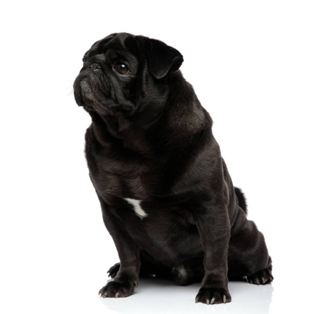 istock Mystified pug curiously looking to the side 1153420669