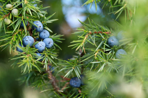 istock Close-Up Of Juniper Berries Growing On Tree 1153420722