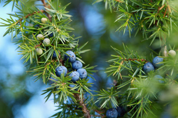 istock Close-Up Of Juniper Berries Growing On Tree 1153420723