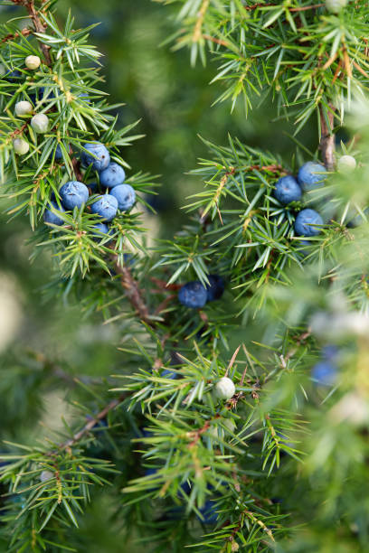 istock Close-Up Of Juniper Berries Growing On Tree 1153420725
