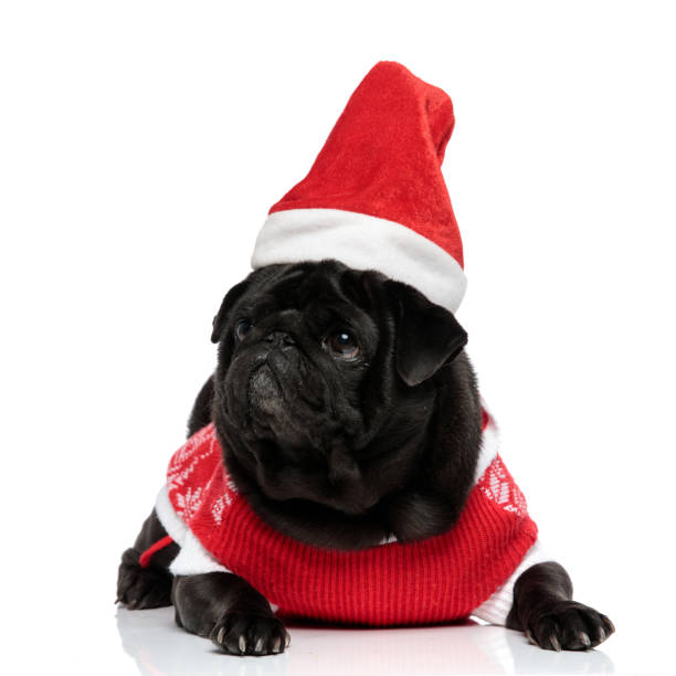 istock Adorable pug looking to the side and begging 1153420732