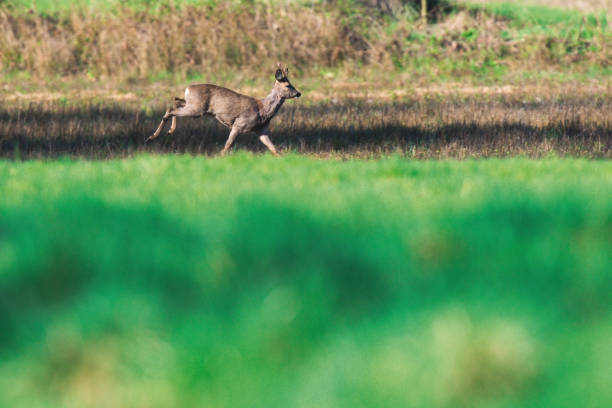 istock Roebuck running in sunny pasture. 1153420756