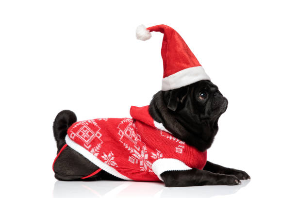 istock Side view of a curious pug curiously looking upwards 1153420758